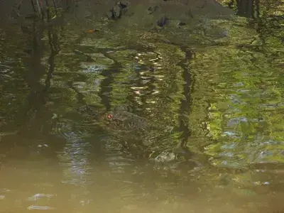 The Swamp and Red Ibiz